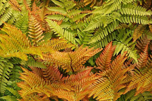 Brilliance Autumn Fern