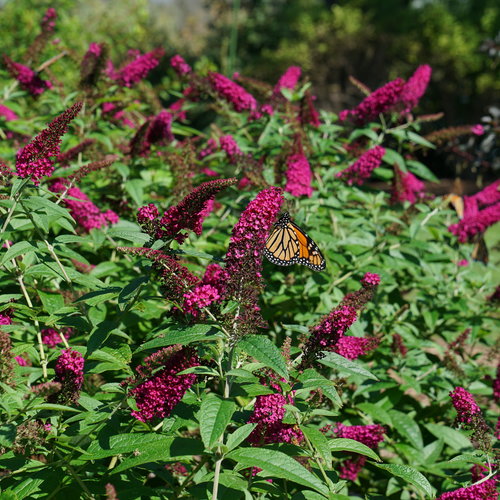 Miss Molly Butterfly Bush