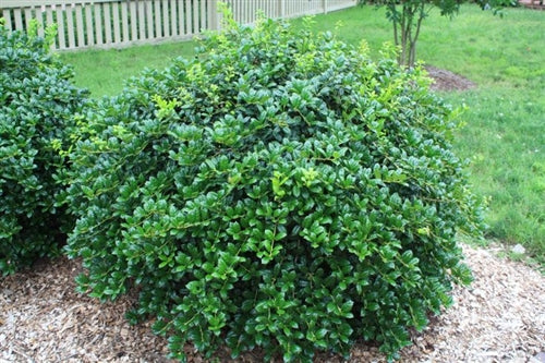 Dwarf Burford Holly