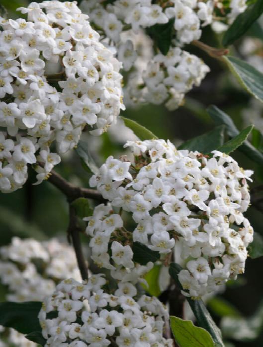 Burkwood Viburnum