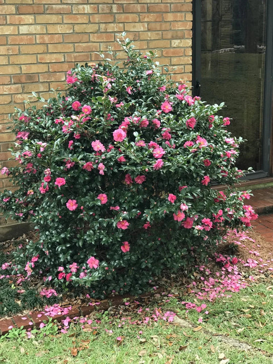 Shi-Shi Gashira Camellia