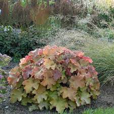 Caramel Hybrid Coral Bells