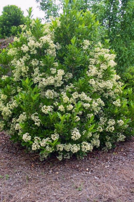 Chindo Viburnum