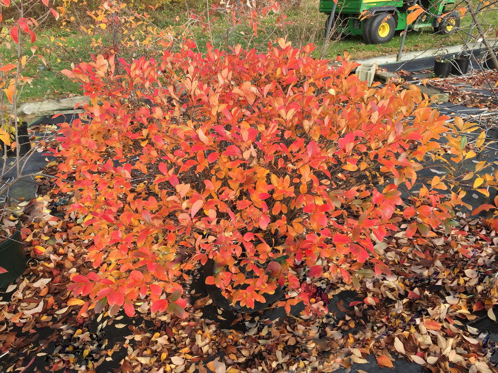 Low Scape Mound Chokeberry