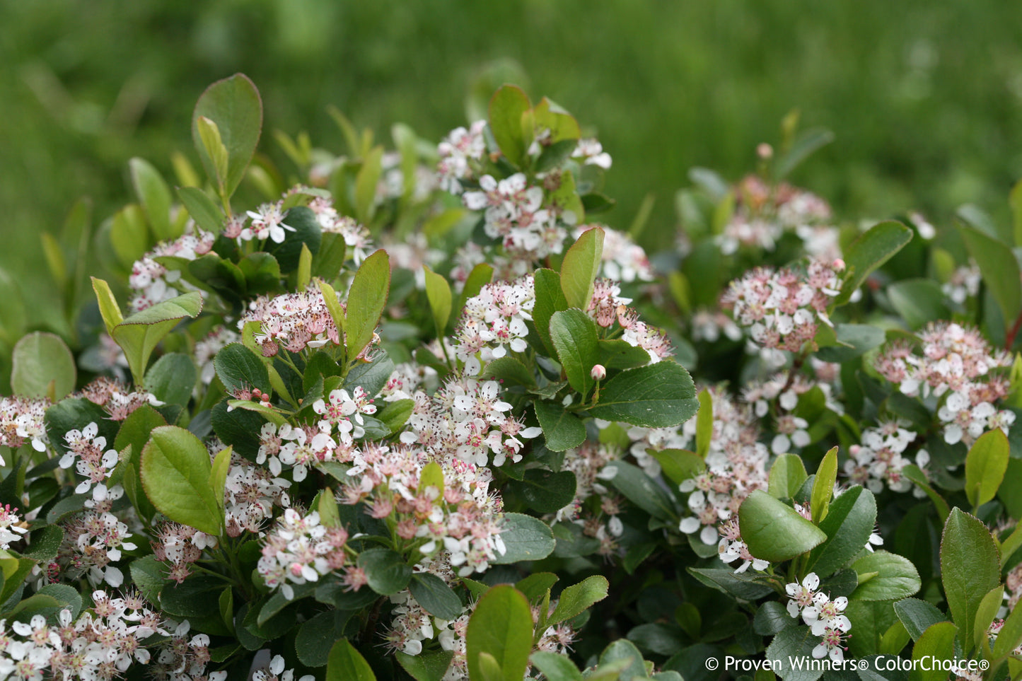 Low Scape Mound Chokeberry