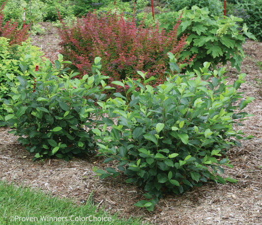 Low Scape Mound Chokeberry