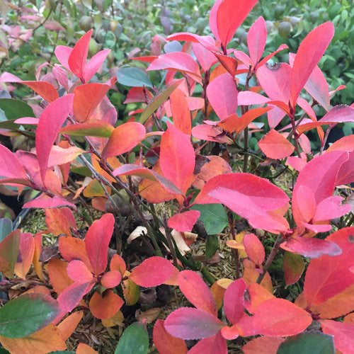 Low Scape Mound Chokeberry