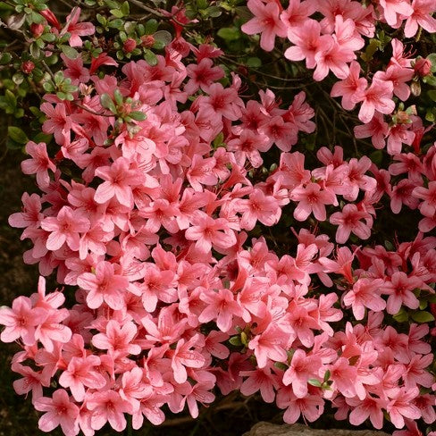 Autumn Coral Encore Azalea