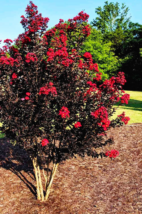 Center Stage Red Crape Myrtle