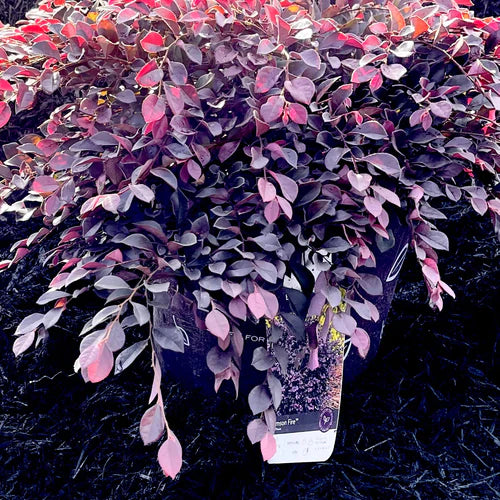 Crimson Fire Loropetalum