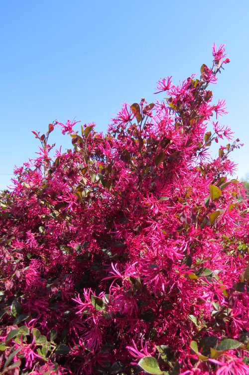 Crimson Fire Loropetalum