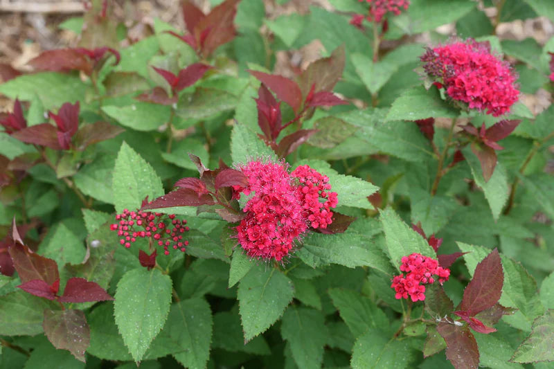 Double Play Doozie Spirea