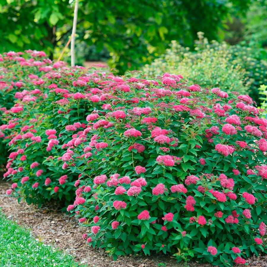 Double Play Doozie Spirea