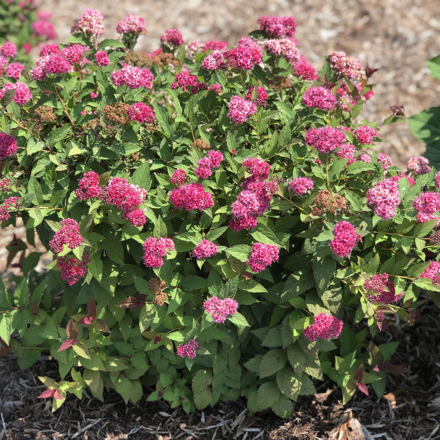 Double Play Doozie Spirea