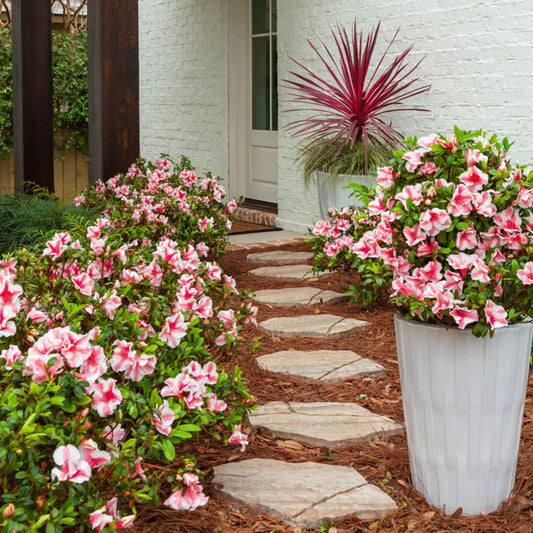 Autumn Sunburst Encore Azalea