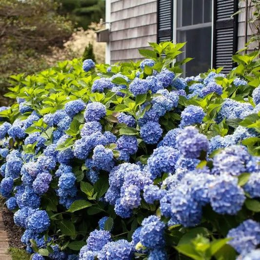 Endless Summer 'The Original' Hydrangea