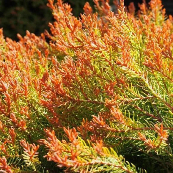 Fire Chief American Arborvitae