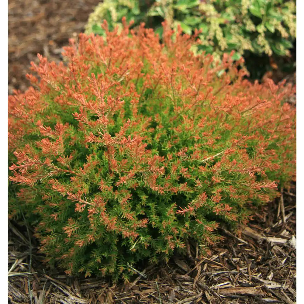 Fire Chief American Arborvitae