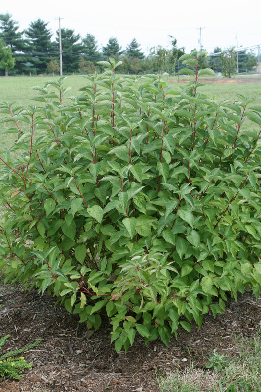 Arctic Fire Red Twig Dogwood