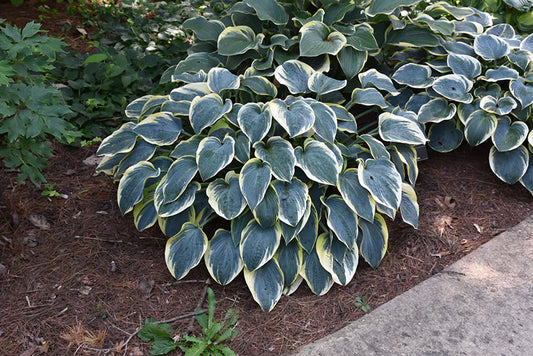 First Frost Hosta