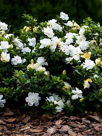 Fool Proof Gardenia