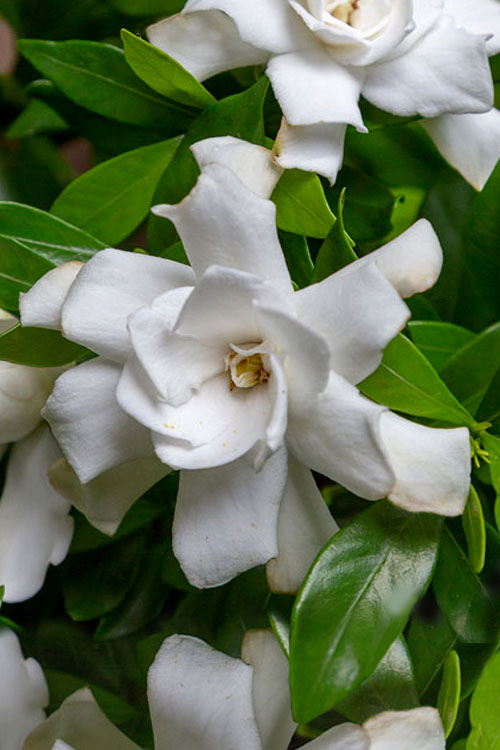 Fool Proof Gardenia