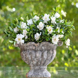 Fool Proof Gardenia