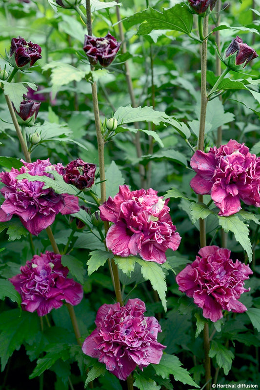 First Edition French Cabaret Red Hibiscus