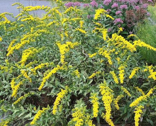 Fireworks Goldenrod