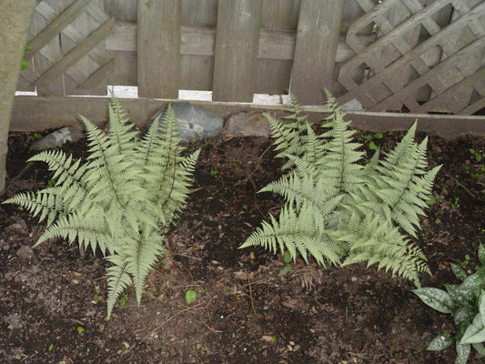 Ghost Fern