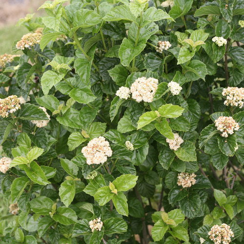 Glitters and Glows Viburnum