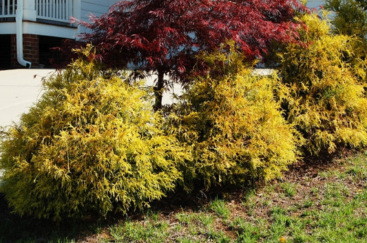 Gold Mop False Cypress