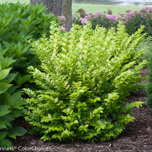 Golden Ticket Ligustrum