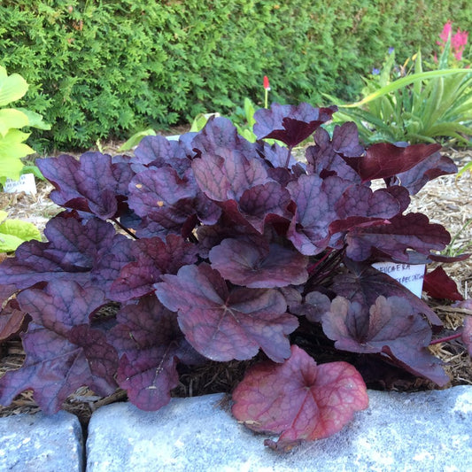 Grape Expectations Hybrid Coral Bells