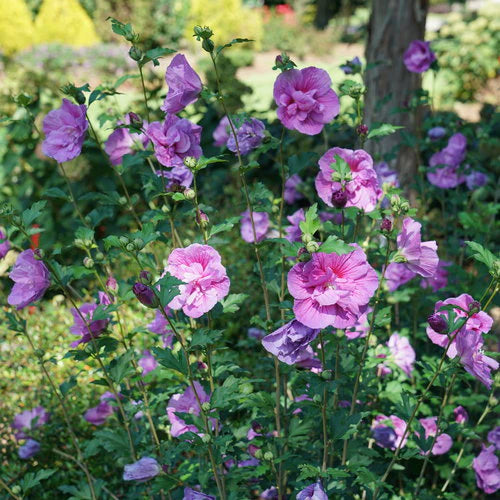 Dark Lavender Chiffon Hibiscus