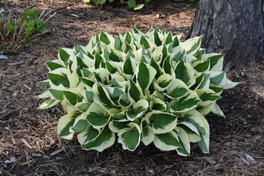 Patriot Hosta