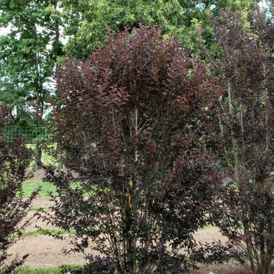 First Editions Midnight Magic Crape Myrtle