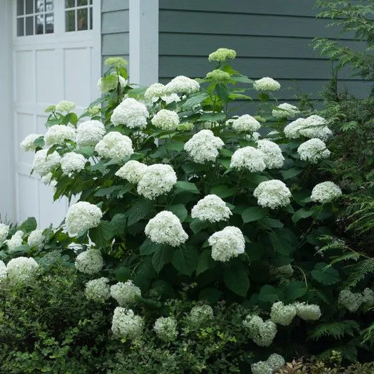 Incrediball Hydrangea