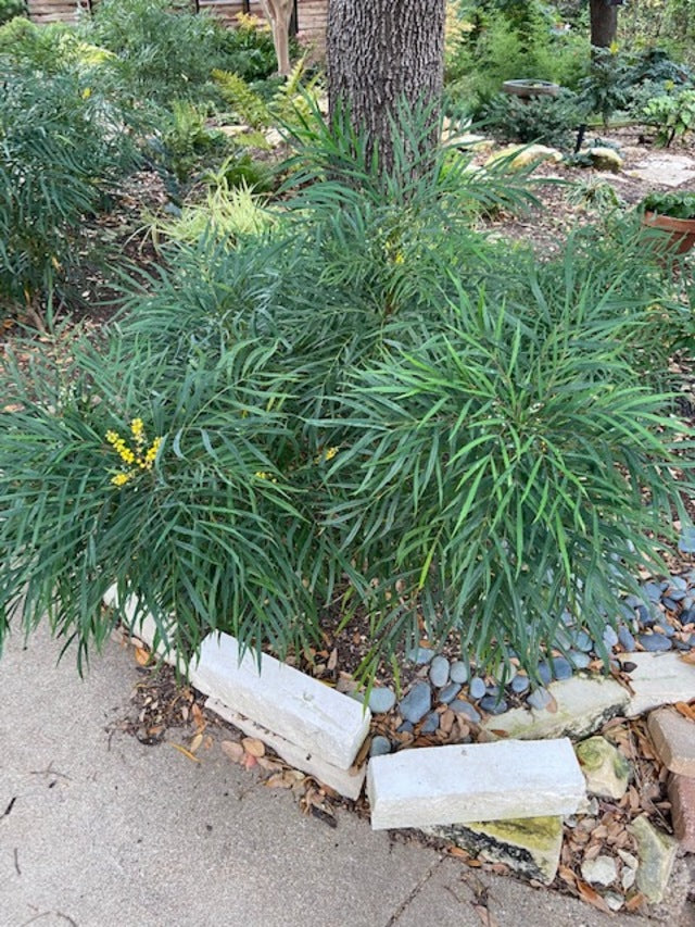 Indigo Flair Mahonia