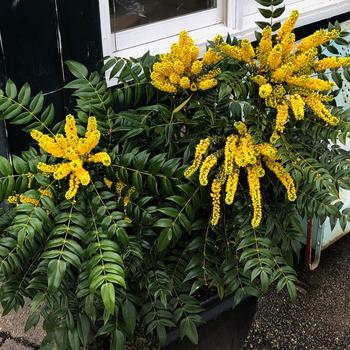 Indigo Flair Mahonia