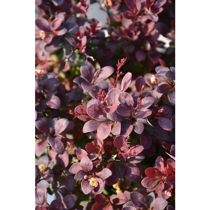 Sunjoy Mini Maroon Barberry