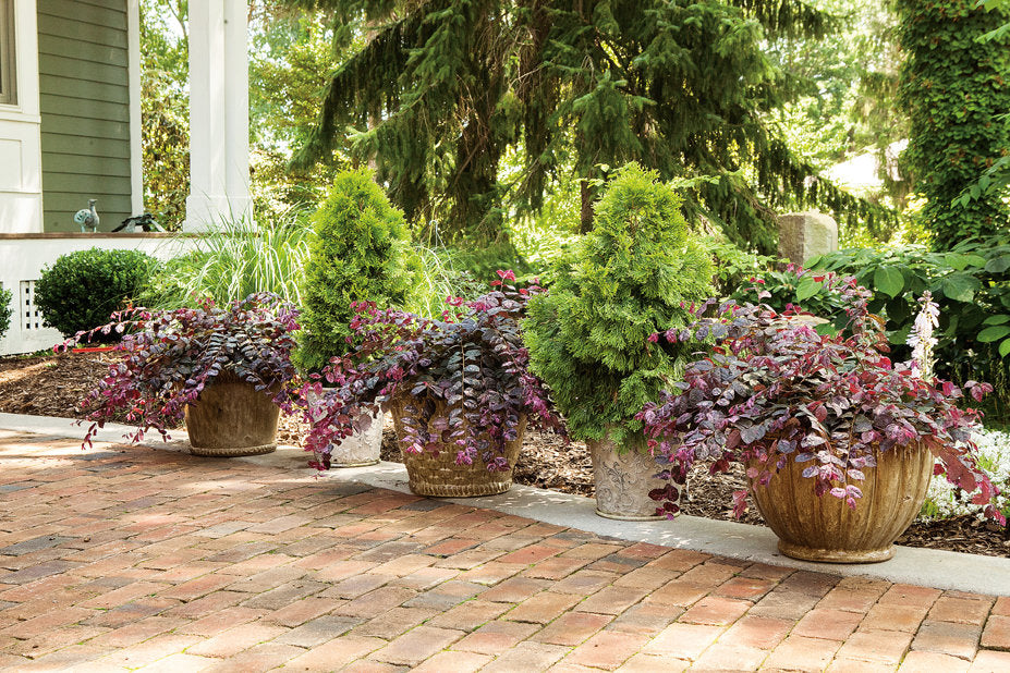 Jazz Hands Variegated Loropetalum