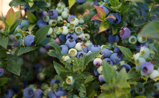 Bushel & Berry Jelly Bean Blueberry Bush