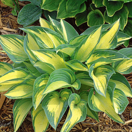 June Hosta