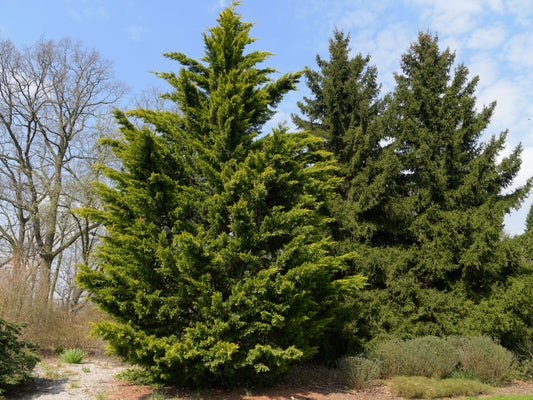 Leyland Cypress