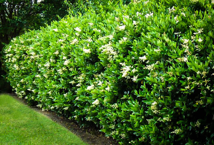 Recurve Ligustrum