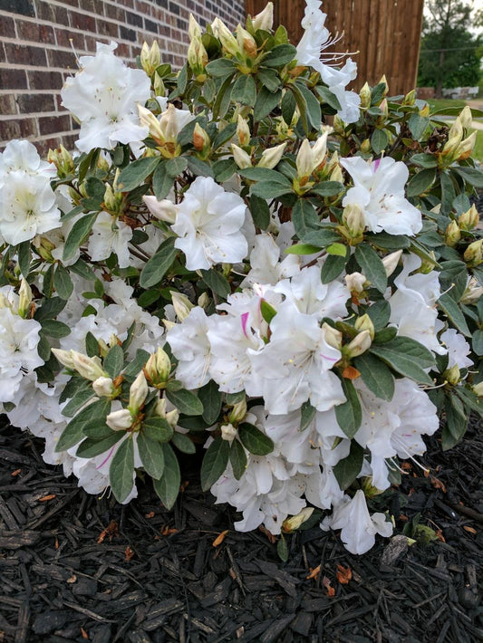 Autumn Lily Encore Azalea