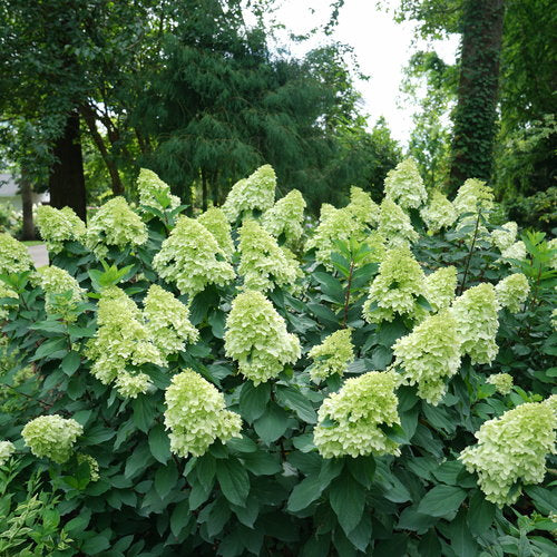 Limelight Hydrangea