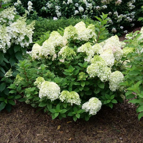 Little Lime Hydrangea