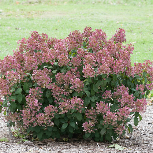 Little Quick Fire Hydrangea